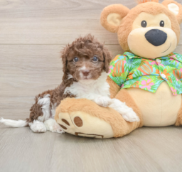 5 week old Cockapoo Puppy For Sale - Florida Fur Babies