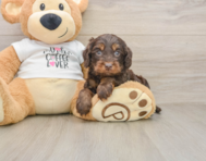 5 week old Cockapoo Puppy For Sale - Florida Fur Babies
