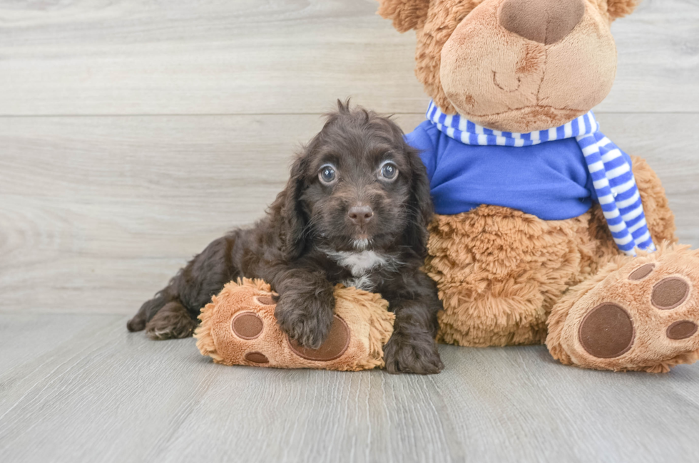 14 week old Cockapoo Puppy For Sale - Florida Fur Babies
