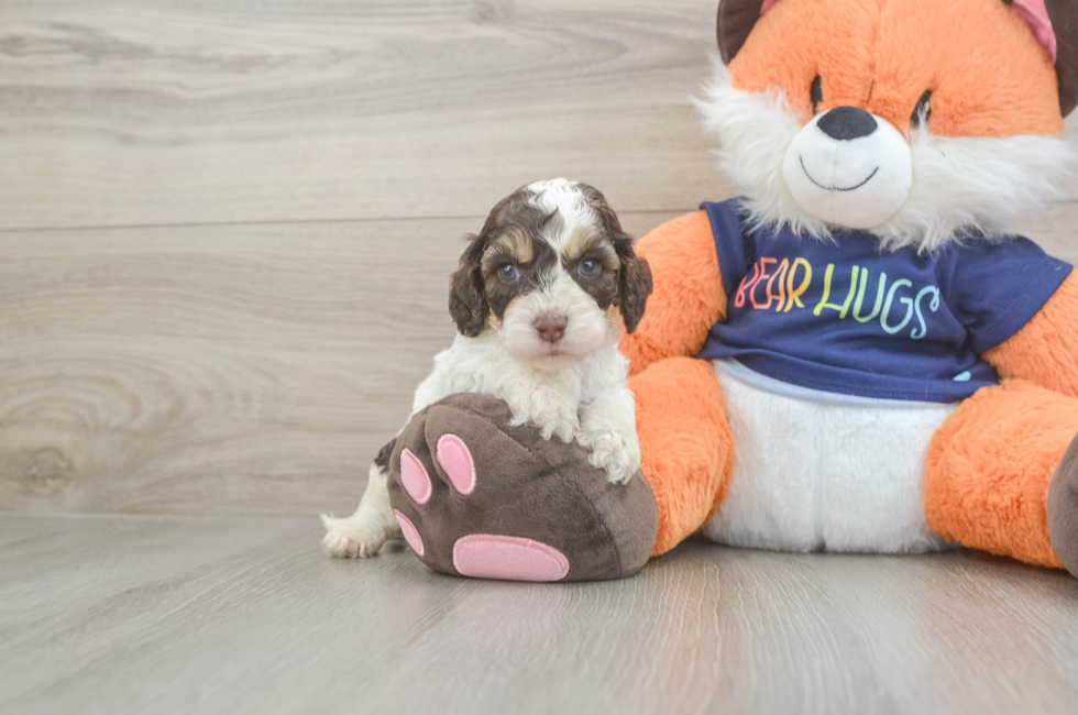 5 week old Cockapoo Puppy For Sale - Florida Fur Babies