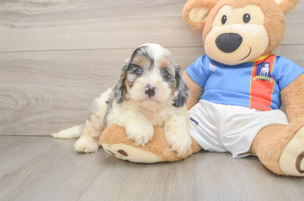 5 week old Cockapoo Puppy For Sale - Florida Fur Babies