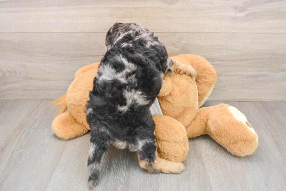 Cockapoo Puppy for Adoption