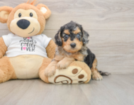 7 week old Cockapoo Puppy For Sale - Florida Fur Babies