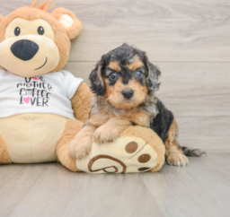 8 week old Cockapoo Puppy For Sale - Florida Fur Babies