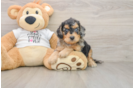 Cockapoo Pup Being Cute
