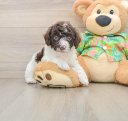 5 week old Cockapoo Puppy For Sale - Florida Fur Babies