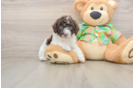 Best Cockapoo Baby