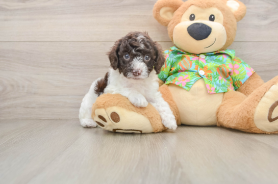 Best Cockapoo Baby