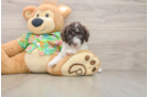 Happy Cockapoo Baby