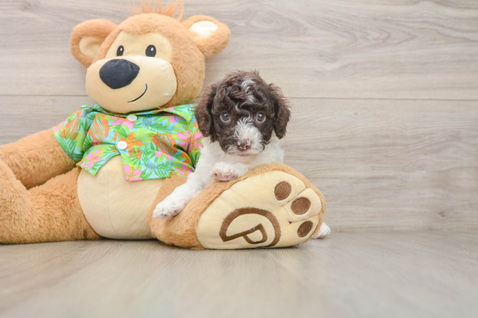 Happy Cockapoo Baby