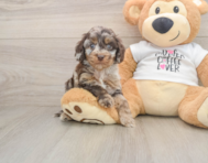 5 week old Cockapoo Puppy For Sale - Florida Fur Babies
