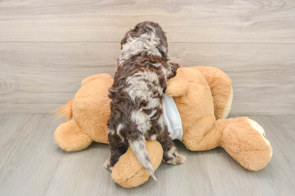 Little Cocker Doodle Poodle Mix Puppy