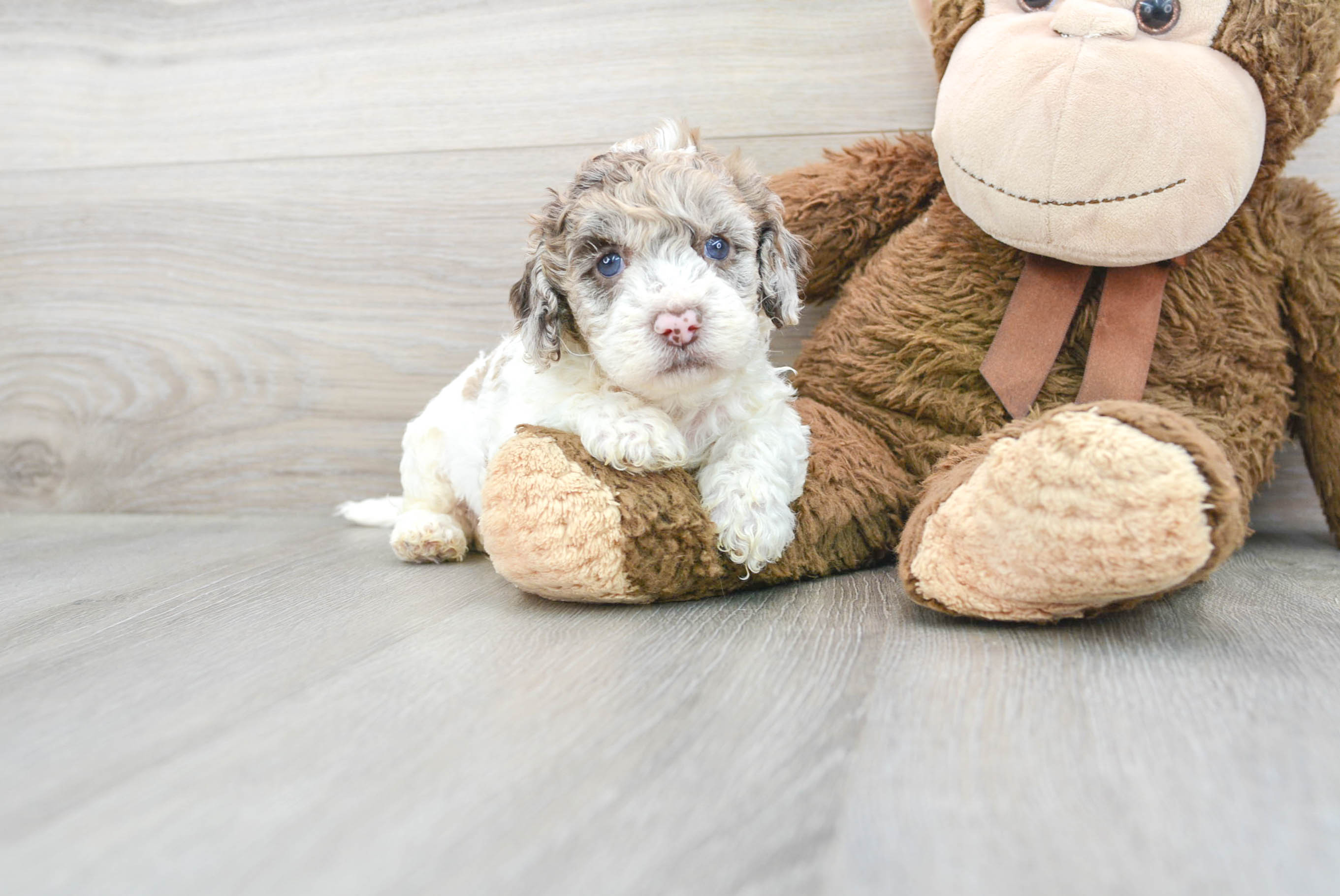 Cute Cockapoo Baby
