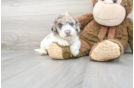 Meet Rockefeller - our Cockapoo Puppy Photo 1/3 - Florida Fur Babies