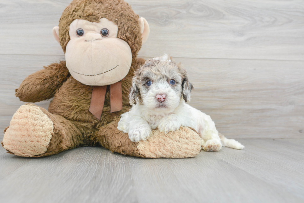 Meet Rockefeller - our Cockapoo Puppy Photo 2/3 - Florida Fur Babies