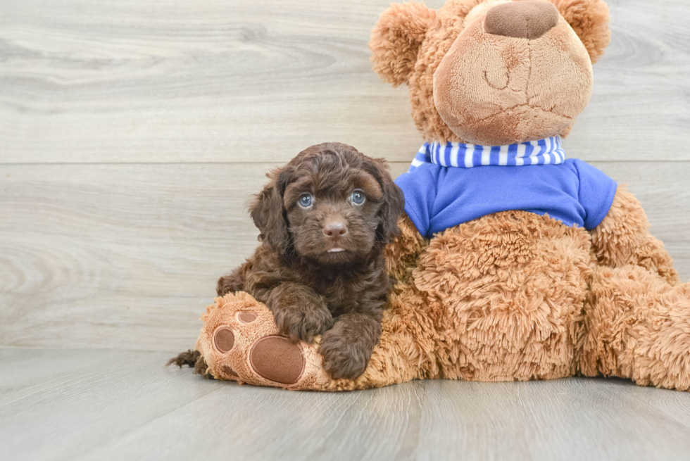 Fluffy Cockapoo Poodle Mix Pup