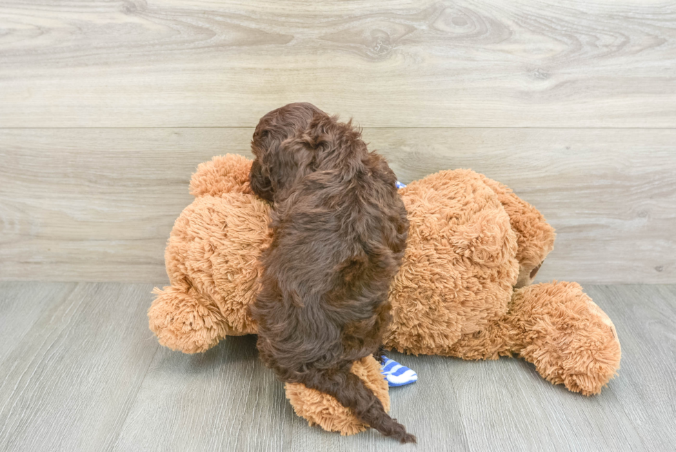 Cockapoo Puppy for Adoption