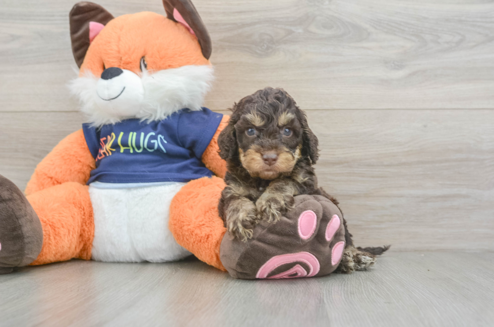 5 week old Cockapoo Puppy For Sale - Florida Fur Babies