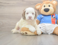 7 week old Cockapoo Puppy For Sale - Florida Fur Babies