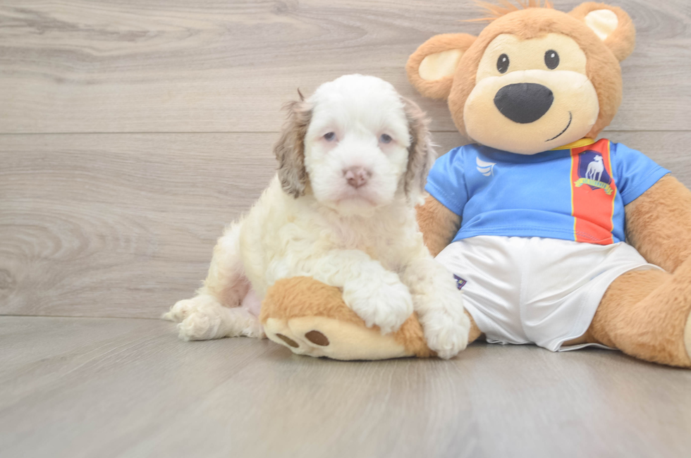 6 week old Cockapoo Puppy For Sale - Florida Fur Babies