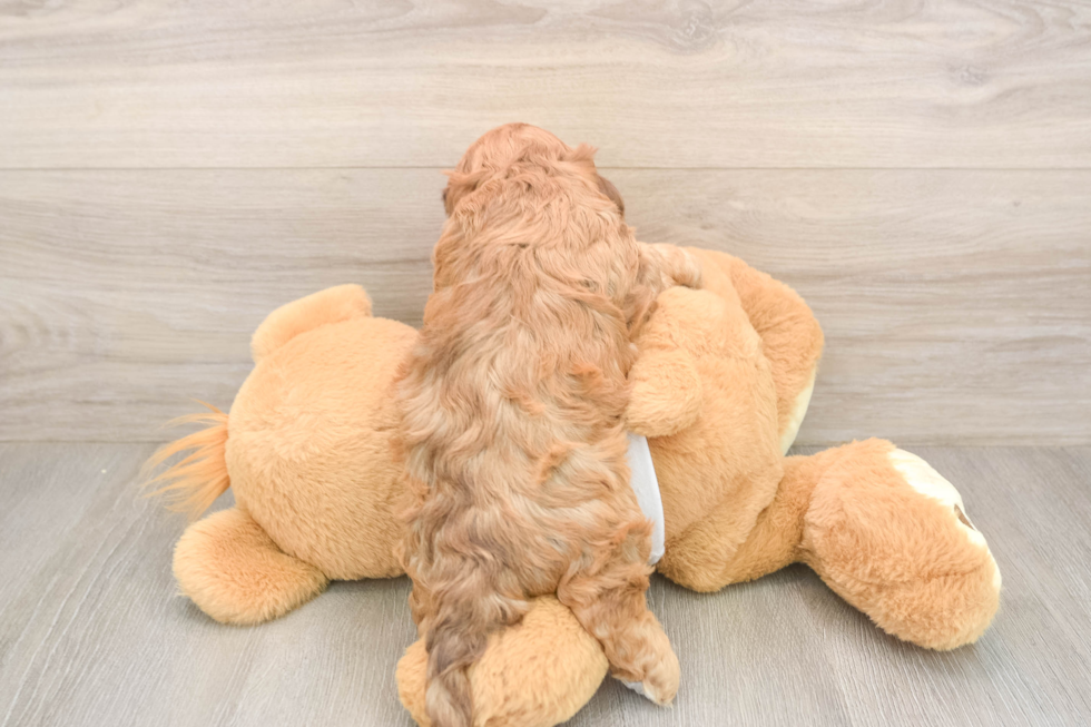 Hypoallergenic Cocker Doodle Poodle Mix Puppy