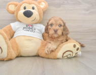 5 week old Cockapoo Puppy For Sale - Florida Fur Babies