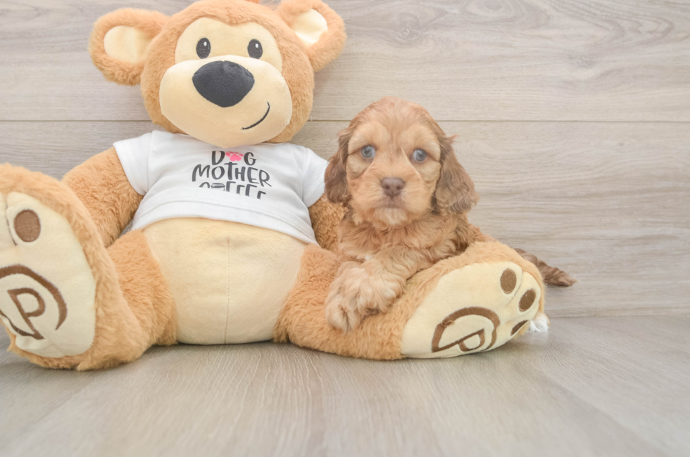 5 week old Cockapoo Puppy For Sale - Florida Fur Babies