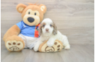 Cockapoo Pup Being Cute
