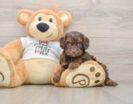 8 week old Cockapoo Puppy For Sale - Florida Fur Babies