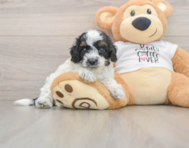 7 week old Cockapoo Puppy For Sale - Florida Fur Babies