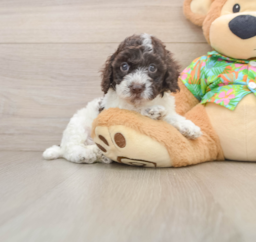 5 week old Cockapoo Puppy For Sale - Florida Fur Babies