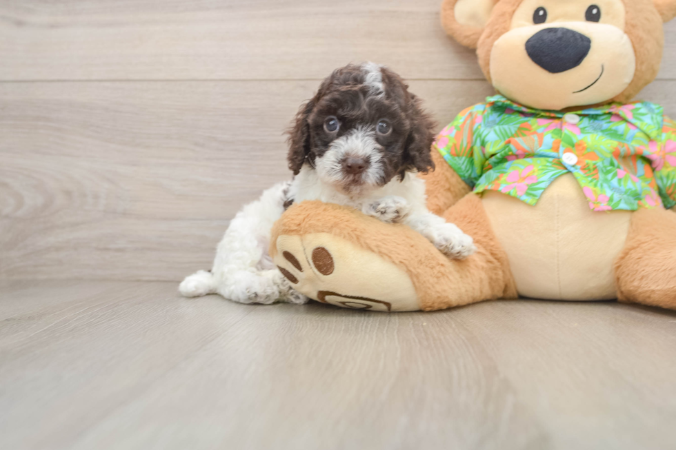 Smart Cockapoo Poodle Mix Pup