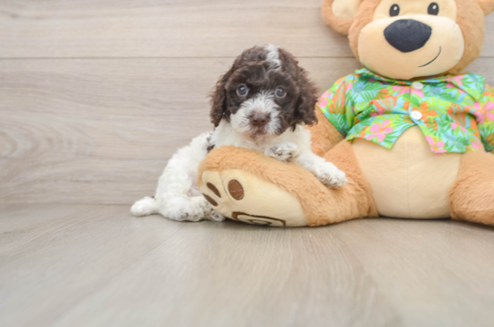 Smart Cockapoo Poodle Mix Pup