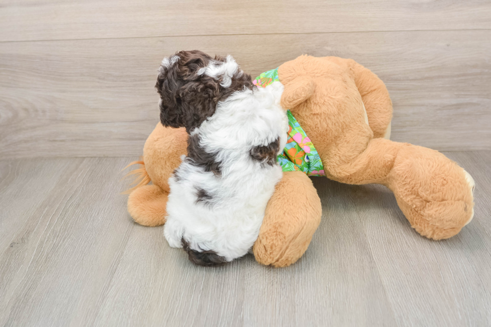 Friendly Cockapoo Baby