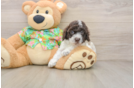 Cute Cockapoo Baby
