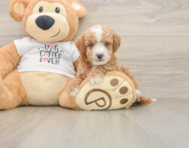 5 week old Cockapoo Puppy For Sale - Florida Fur Babies