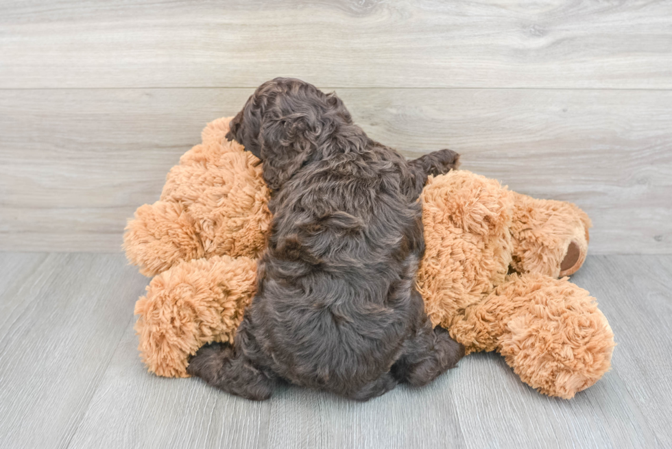Little Cockerpoo Poodle Mix Puppy