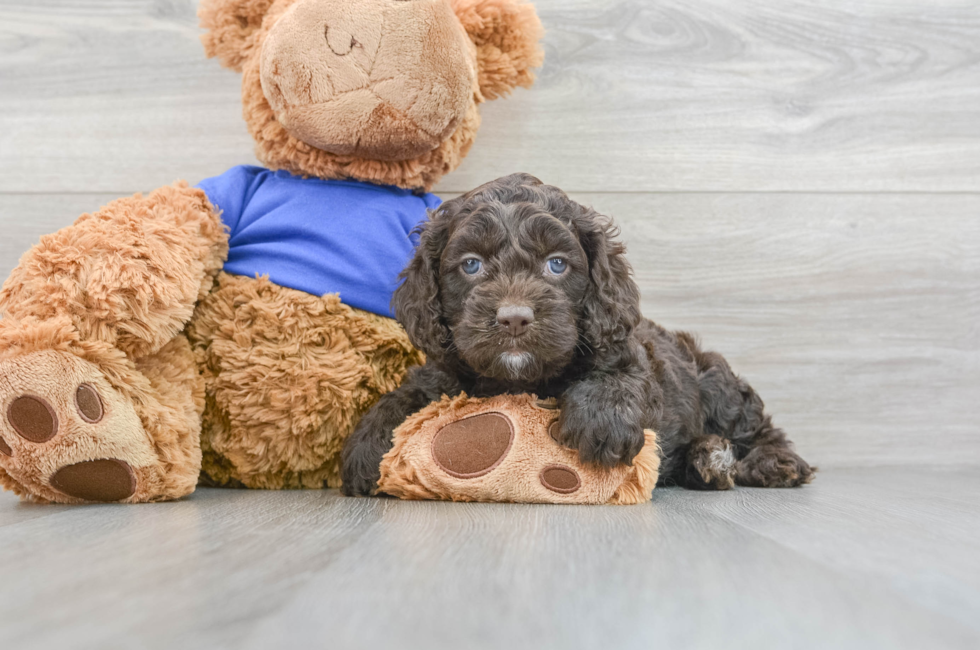 6 week old Cockapoo Puppy For Sale - Florida Fur Babies