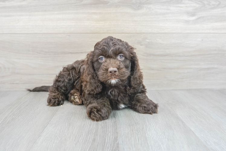 Cockapoo Pup Being Cute