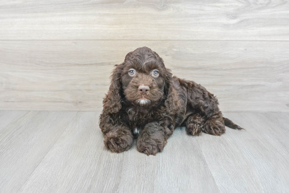 Energetic Cockerpoo Poodle Mix Puppy