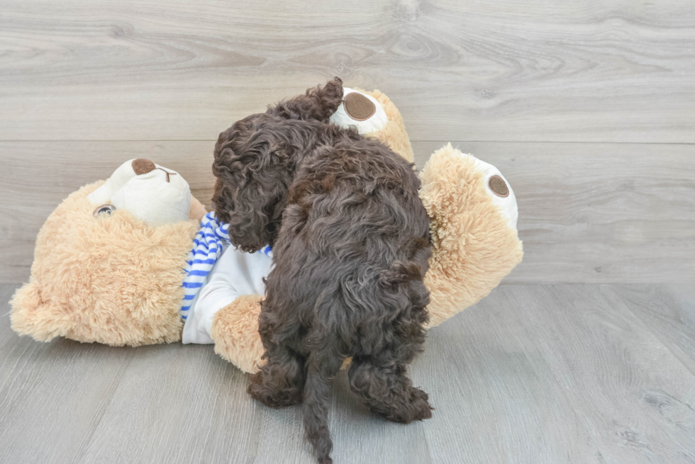 Petite Cockapoo Poodle Mix Pup