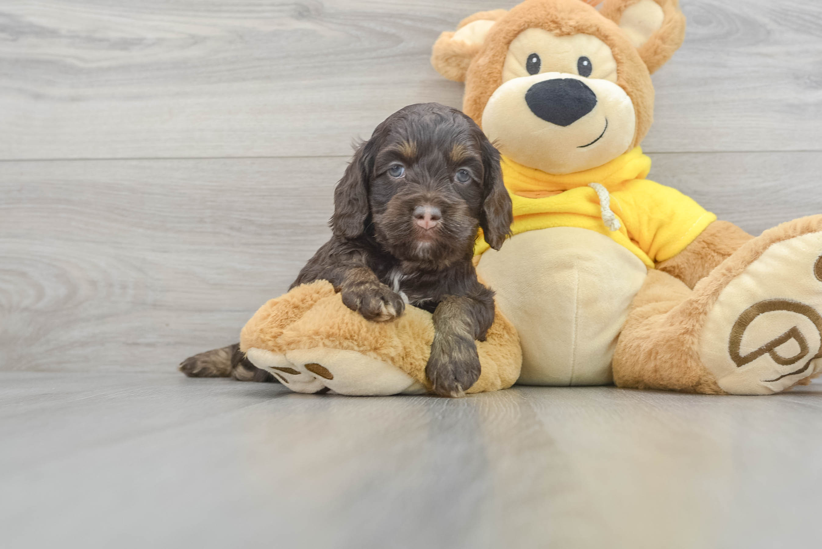 Cockapoo Puppies for Sale Florida Fur Babies