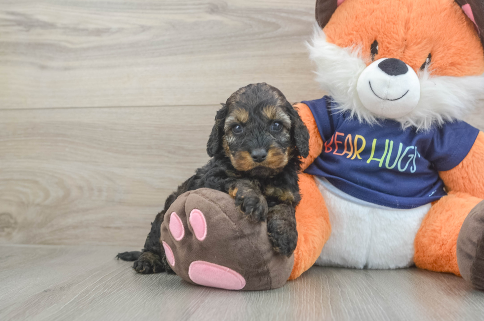 5 week old Cockapoo Puppy For Sale - Florida Fur Babies