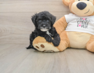 5 week old Cockapoo Puppy For Sale - Florida Fur Babies