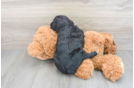 Cockapoo Puppy for Adoption