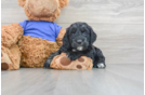 Cockapoo Puppy for Adoption