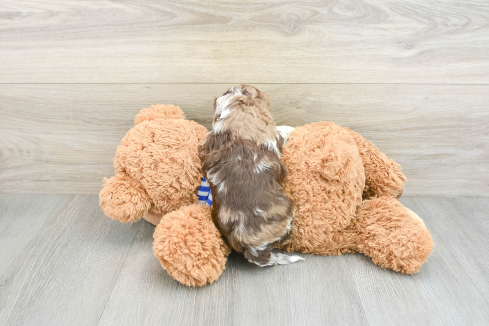 Hypoallergenic Cocker Doodle Poodle Mix Puppy