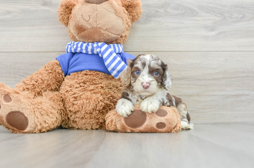 5 week old Cockapoo Puppy For Sale - Florida Fur Babies