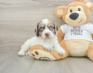 8 week old Cockapoo Puppy For Sale - Florida Fur Babies