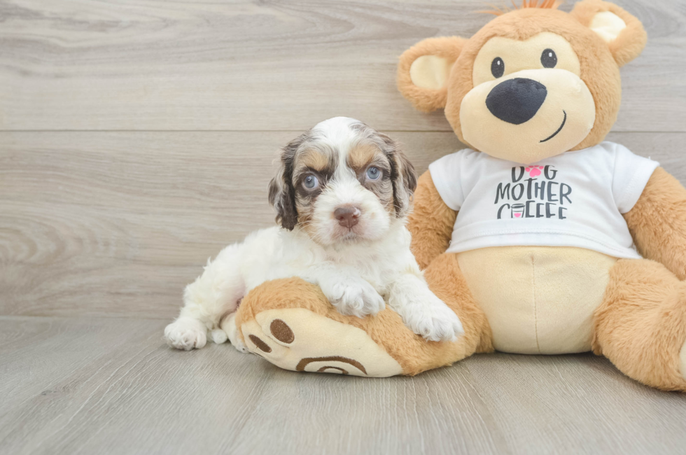 5 week old Cockapoo Puppy For Sale - Florida Fur Babies